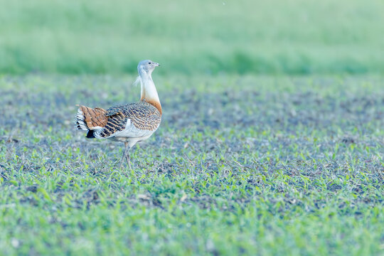 Great bustards in a green field, rare wildlife photography of endangered otis tarda / Gro&szlig;trappen auf einem Feld, seltene Naturfotografie der vom Aussterben bedrohten Gro&szlig;v&ouml;gel in ihrem Lebensraum