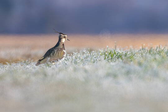 Northern lapwing perched on a meadow, close-up wildlife photography with beautiful soft background blur / Kiebitz steht auf einer Wiese, Nahaufnahme des Charaktervogels mit markanter Federhaube vor we