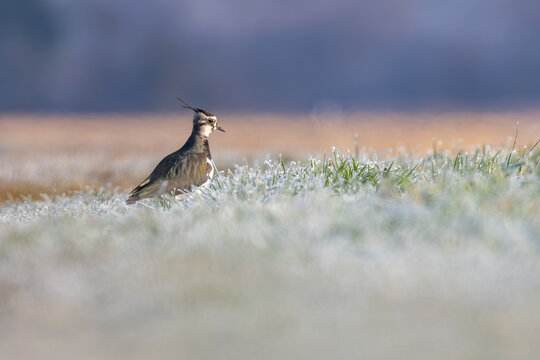 Northern lapwing perched on a meadow, close-up wildlife photography with beautiful soft background blur / Kiebitz steht auf einer Wiese, Nahaufnahme des Charaktervogels mit markanter Federhaube vor we