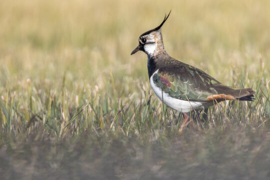 Northern lapwing perched on a meadow, close-up wildlife photography with beautiful soft background blur / Kiebitz steht auf einer Wiese, Nahaufnahme des Charaktervogels mit markanter Federhaube vor we