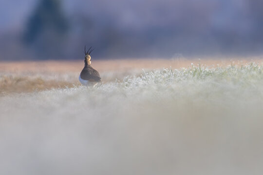 Northern lapwing perched on a meadow, close-up wildlife photography with beautiful soft background blur / Kiebitz steht auf einer Wiese, Nahaufnahme des Charaktervogels mit markanter Federhaube vor we