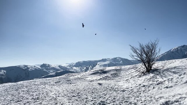 Cinematic view of eagles soaring over snowy mountain landscape under bright winter sun with leafless shrub in foreground.