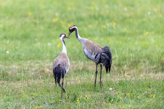 Eurasian cranes in their natural habitat, majestic wildlife photography of birds / Graukraniche in ihrem nat&uuml;rlichen Lebensraum, eindrucksvolle Naturfotografie der majest&auml;tischen V&ouml;gel