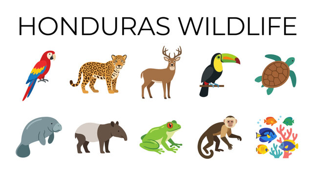 Honduras Wildlife Collection Featuring Diverse Animals