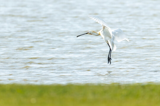 Eurasian spoonbill at golden sunrise, majestic wildlife photography of bird in flight and foraging in water / L&ouml;ffler bei spektakul&auml;rem Sonnenuntergang, Naturfotografie im Flug und bei der Nahrungssuc