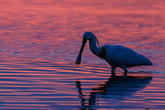 Eurasian spoonbill at golden sunrise, majestic wildlife photography of bird in flight and foraging in water / L&ouml;ffler bei spektakul&auml;rem Sonnenuntergang, Naturfotografie im Flug und bei der Nahrungssuc