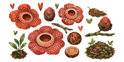 Obraz premium Watercolor rafflesia arnoldii giant corpse flowers botanical set
