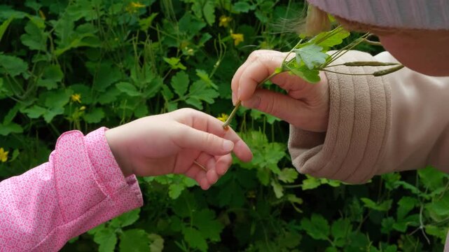 Treating a wart on child hand with natural yellow juice of greater celandine herb outdoors