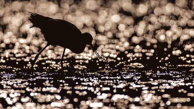 Pied avocet foraging in shallow water at sunrise, close-up wildlife photography with artistic bokeh and silhouettes / S&auml;belschn&auml;bler bei der Nahrungssuche im Wasser, Naturfotografie mit Gegenlicht-Sil