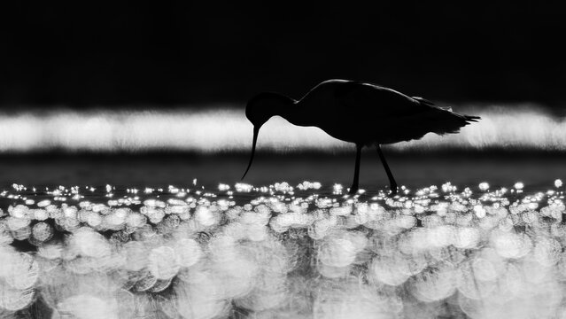 Pied avocet foraging in shallow water at sunrise, close-up wildlife photography with artistic bokeh and silhouettes / S&auml;belschn&auml;bler bei der Nahrungssuche im Wasser, Naturfotografie mit Gegenlicht-Sil