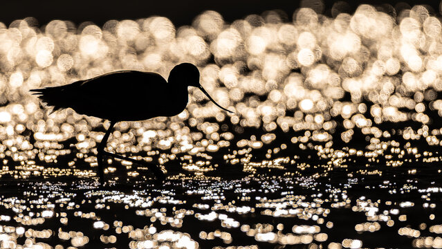 Pied avocet foraging in shallow water at sunrise, close-up wildlife photography with artistic bokeh and silhouettes / S&auml;belschn&auml;bler bei der Nahrungssuche im Wasser, Naturfotografie mit Gegenlicht-Sil