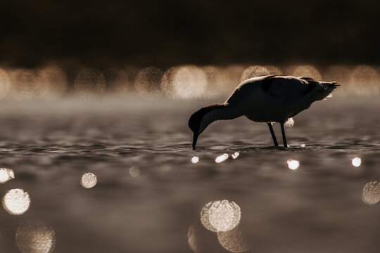 Pied avocet foraging in shallow water at sunrise, close-up wildlife photography with artistic bokeh and silhouettes / S&auml;belschn&auml;bler bei der Nahrungssuche im Wasser, Naturfotografie mit Gegenlicht-Sil
