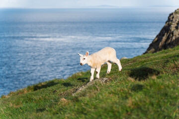 Obraz premium lamb on the coast