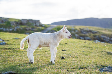Obraz premium lamb