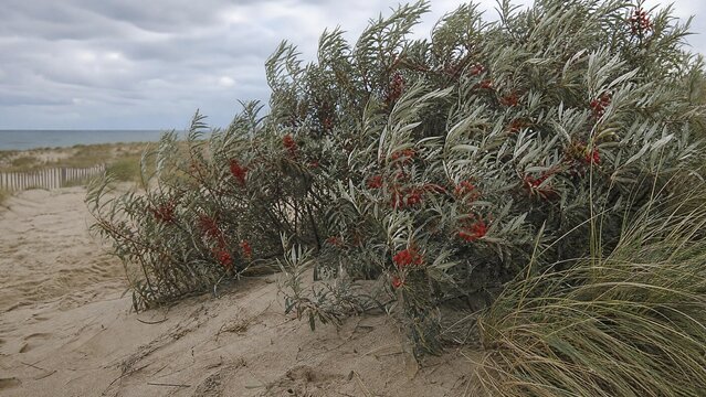 Oleaster shrubs with silvery leaves and red berries at sand dunes edge.