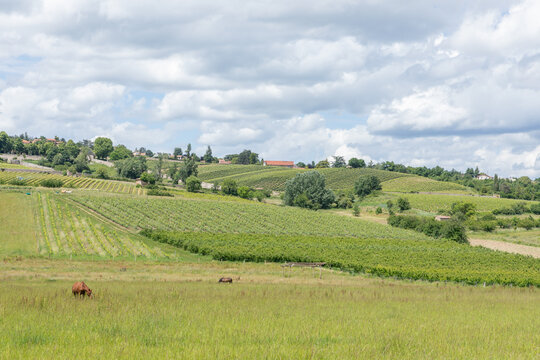 vignoble lyonnais