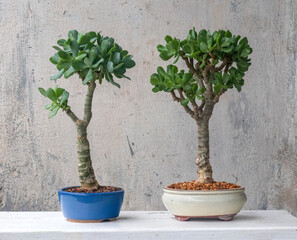 Rare jade plant: Crassula money tree succulent variety © Алексей Иванов