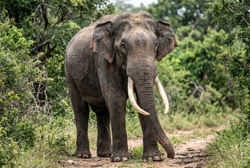 Fototapeta premium Majestic Sri Lankan Tusker Elephant Standing Proud in Realistic Wildlife Portrait