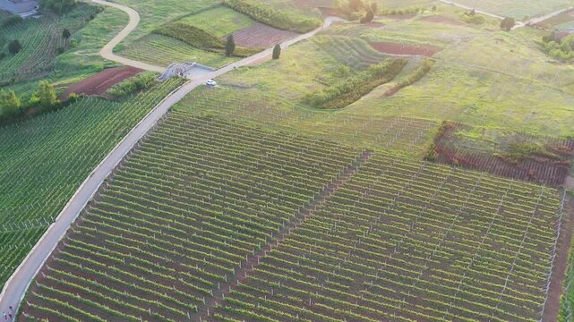 Aerial view of winding road through vineyard fields at sunset