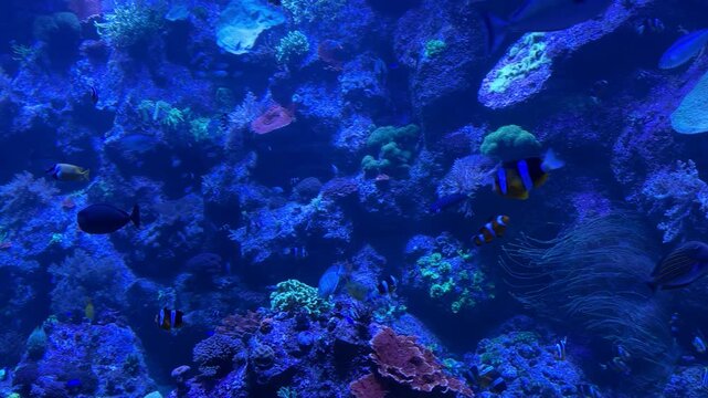 Tropical reef fish including foxface rabbitfish Siganus vulpinus and yellowtail tang Zebrasoma xanthurum swimming among coral reef habitat. Marine species native to Indo Pacific coral ecosystems and r