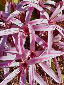 Pink crinum lily flowers Crinum amabile in full bloom
