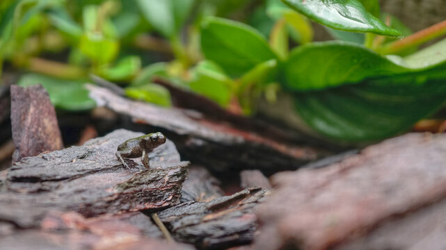 Tiny Common Froglet Rana Sitting In natural habitat. Nature of Czech republic.