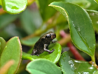 Obraz premium Tiny Common Froglet Rana Sitting In natural habitat. Nature of Czech republic.