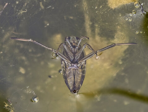Common backswimmer Notonecta glauca swimming upside down under water surface macro. Nature of Czech republic.