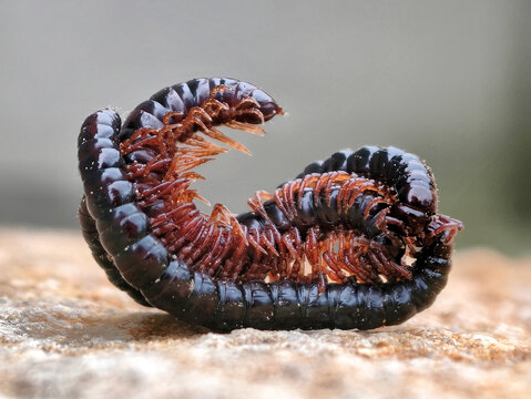 Two Millipedes Julida Mating and Curled Together on Stone Surface Macro Shot