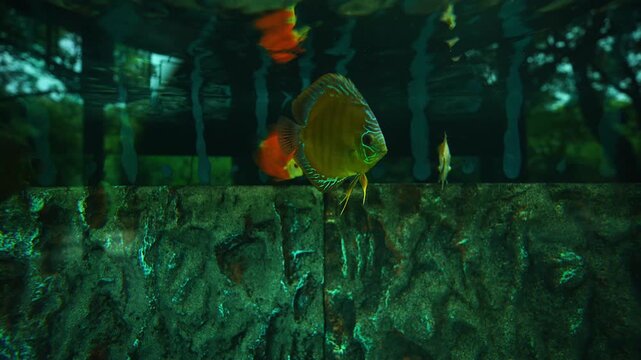 Tropical discus fish swimming in aquarium