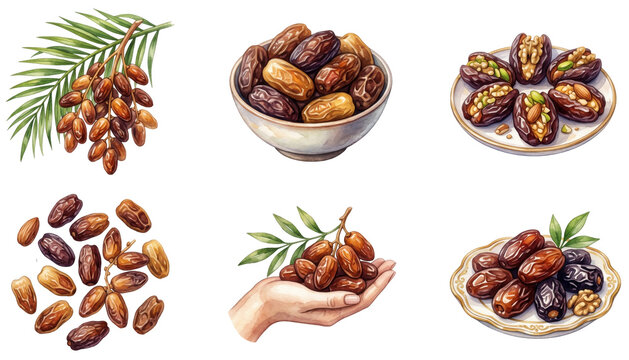watercolor set of sweet dates (phoenix dactylifera) including dried fruits in a bowl and on branches on a transparent background