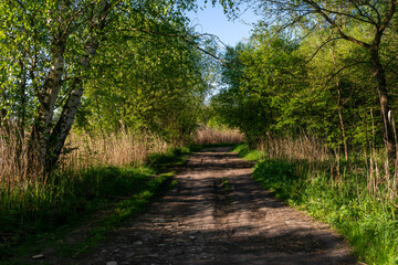 Fototapeta premium A dirt road passes through green birch woodland with tall dry reeds, spring grass, dense shrubs, and tree shadows on the rough rural track.