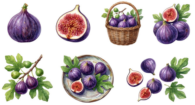 watercolor set of fresh purple figs (ficus carica) including whole halved and on a branch on a transparent background