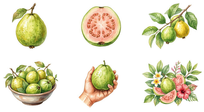 watercolor set of fresh green guavas (psidium guajava) including pink sliced and whole on a branch on a transparent background