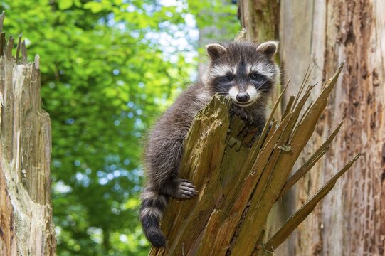 Young raccoon (Procyon lotor) on a discovery tour, Steinhagen, North Rhine-Westphalia, Germany