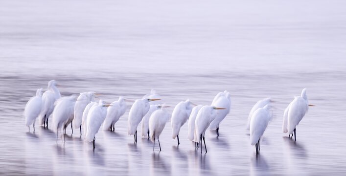 Great White Egret (Ardea alba) many birds are standing in the shallow water zone of a lake in front of sunrise, motion blur, long exposure, dragging, wiping effect, Lower Saxony, Germany