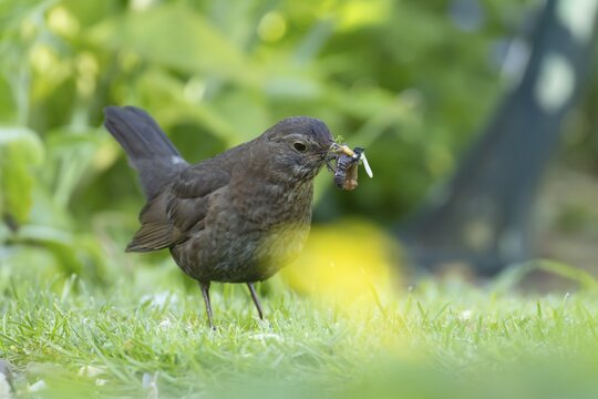 Eurasian blackbird (Turdus merula) adult female bird collecting worms on a garden grass lawn, England, United Kingdom