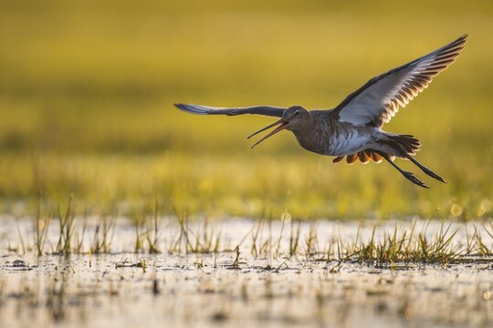 Black-tailed Godwit (limosa limosa) in a wet meadow, flying, Lake D&uuml;mmer, Lembruch, Lower Saxony, Germany