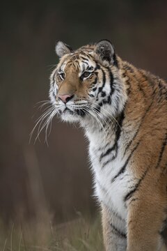 Siberian tiger (Panthera tigris altaica), sitting, animal portraitt, captive, Czech Republic
