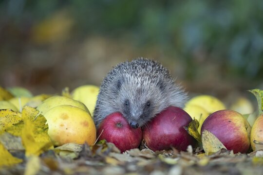 European hedgehog (Erinaceus europaeus) adult animal amongst fallen apples on a garden lawn in autumn, England, United Kingdom