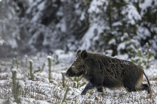 The posture of the wild boar (Sus scrofa) signals maximum attention, winter, snow, cold, intoxication, mating season, November, Denmark