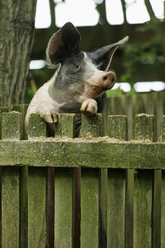 Hall pig looks over fence, pig, pigs