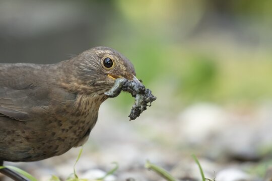 European blackbird (Turdus merula) adult female bird collecting slugs for food in a garden in spring, Suffolk, England, United Kingdom