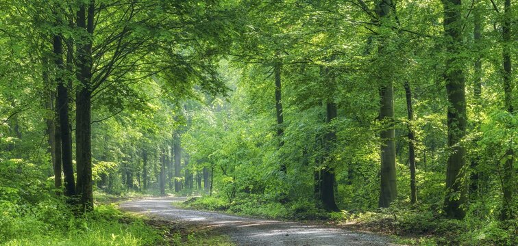 Forest path winds through natural deciduous forest in the morning light in spring, Freyburg, Saxony-Anhalt, Germany