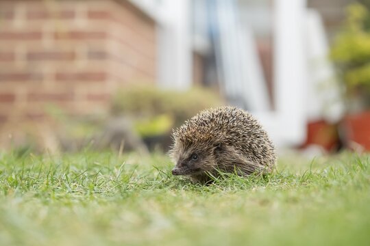European hedgehog (Erinaceus europaeus) adult animal on a garden grass lawn with an urban house in the background in summer, England, United Kingdom