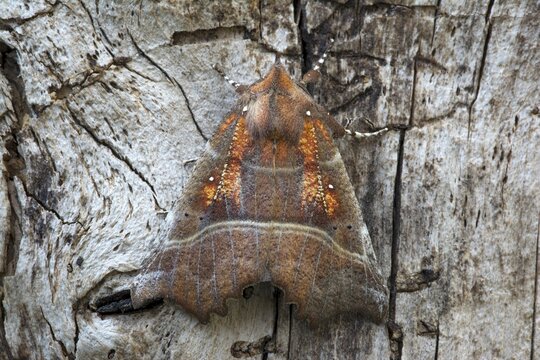 The Herald (Scoliopteryx libatrix), Tyrol, Austria