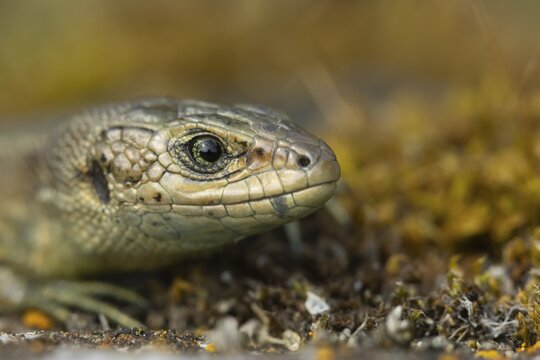 Common lizard (Zootoca vivipara) adult reptile animal head portrait, England, United Kingdom