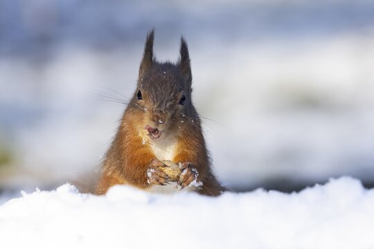 Red squirrel (Sciurus vulgaris) adult animal feeding on a nut in snow in winter, England, United Kingdom