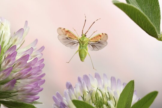 Pantilius tunicatus (Pantilius tunicatus) flies over blooming Red clover (Trifolium pratense), Germany