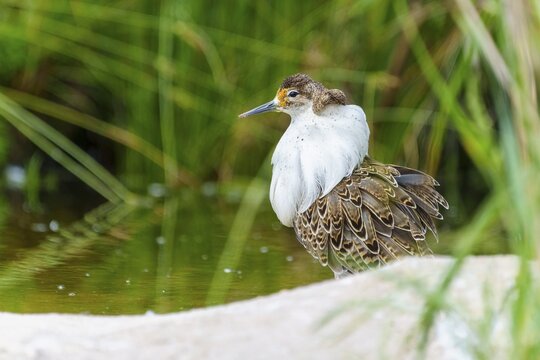 Bird in a marsh surrounded by grass and water, ruff (Calidris pugnax, Syn.: Philomachus pugnax), courtship display, France